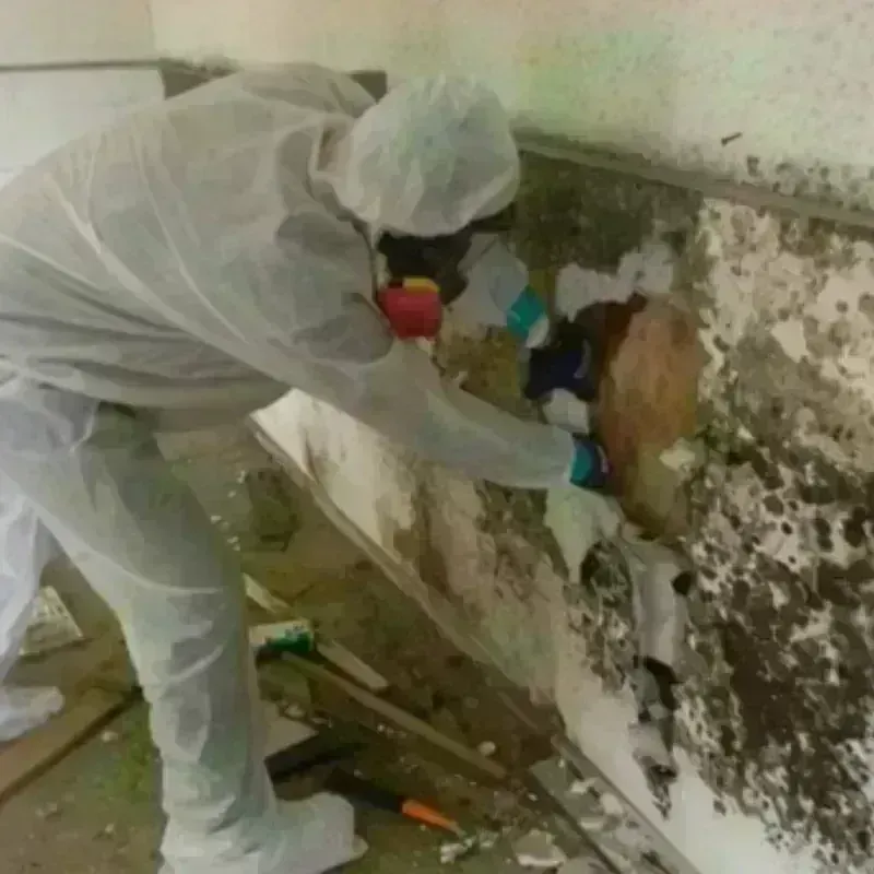 Mold Remediation and Removal in Lowry Crossing, TX